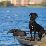 在明尼苏达州的贝米吉湖上，一只黑色的拉布拉多犬在渔船上欣赏湖景