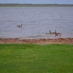 贝米季湖的春天:加拿大鹅和小鹅